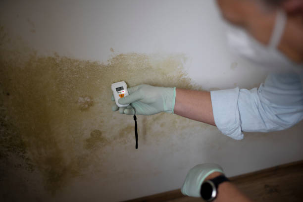 Best Health and Safety Mold Remediation in Somerset, KY