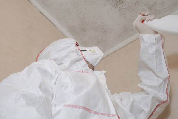 Best Residential Mold Remediation in Somerset, KY