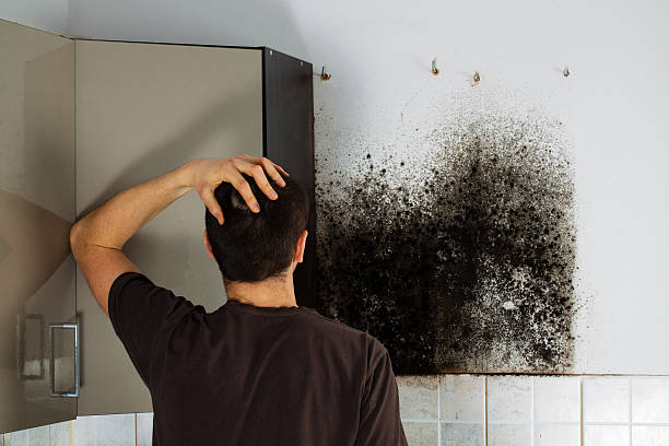 Best Localized Mold Remediation (e.g., coastal areas, humid climates) in Somerset, KY