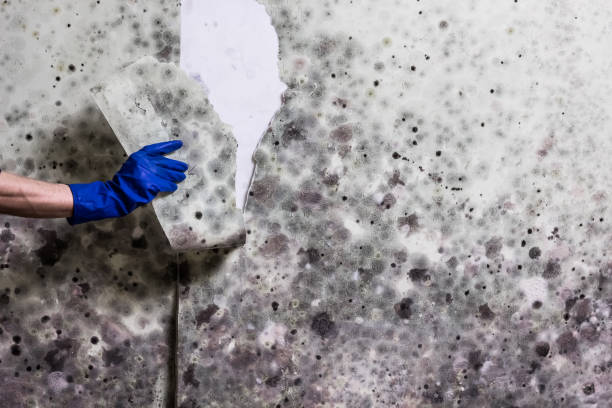 Best Localized Mold Remediation (e.g., coastal areas, humid climates) in Somerset, KY